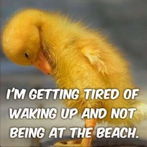 Meet your Posher, Marcy